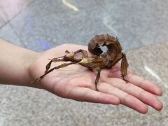 -上海大自然野生昆虫馆