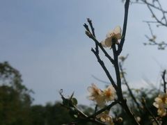 -玉树公园