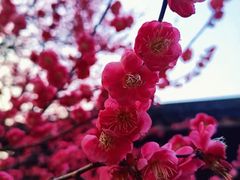 -杭州植物园