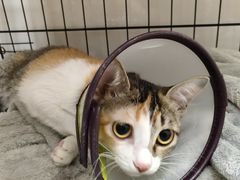 -瑞鹏宠物医院·骨科·猫科·内科(第一中心)