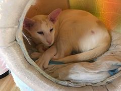 -猫和宫(六道口店)