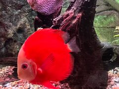 -上海海洋水族馆