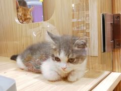 -KKV(深圳宏发大仟里店)