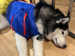 -Husky Go! 哈士奇体验馆·宠物咖啡厅狗咖