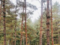 -帽儿山国家森林公园