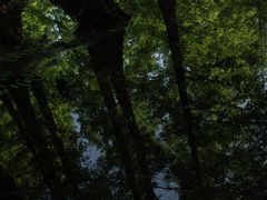 -桤木河湿地公园