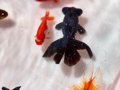 -李村大集