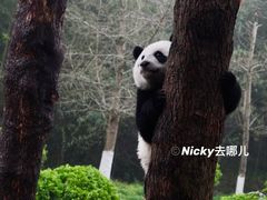 -都江堰中华大熊猫苑