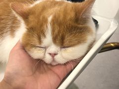 -飞行喵MR PILOT|猫舍·猫咖(静安大融城店)