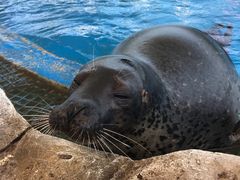 -芜湖新华联大白鲸海洋公园