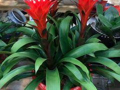 -双季花艺园艺市场(浦东店)