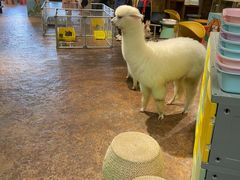 -杭州开元森泊度假乐园