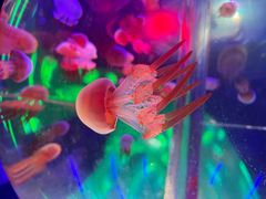 -海合安成都极地海洋公园