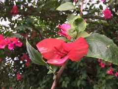 -花乐餐厅(涠洲岛店)