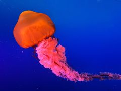 -太平洋海底世界