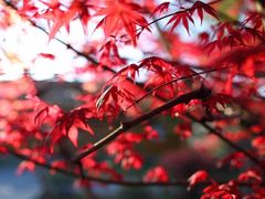 -梁鸿国家湿地公园