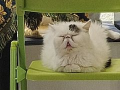 -平行世界·猫咖(首经贸店)
