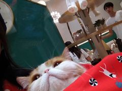 -飞行喵MR PILOT|猫舍·猫咖(静安大融城店)