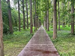 -黄海国家森林公园