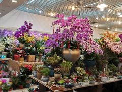 -双季花艺园艺市场(浦东店)