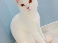 -喵的天空名猫咖啡馆·撸猫·猫舍·用品