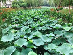 -荷花公园