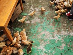 -前小桔亲子创意农场·草莓采摘·露营烧烤