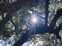 -八大山人梅湖景区