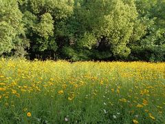 -西湖风景区-江洋畈生态公园