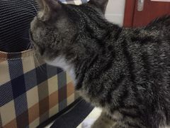-艾贝尔宠物医院 ·内科全科(梁溪路店)
