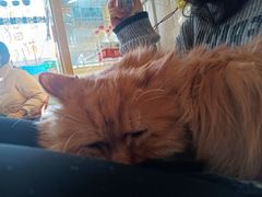 -平行世界·猫咖(首经贸店)