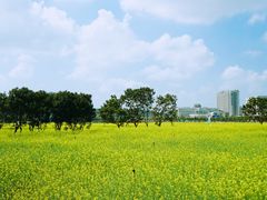 -光明小镇欢乐田园