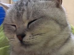 -汪喵宠物医院·骨科心脏影像·犬猫急重症ICU诊疗中心(成华分院)