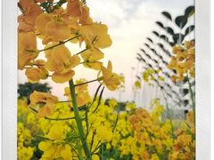 -三圣花乡旅游区