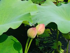 -荷塘月色湿地公园·向阳花洲