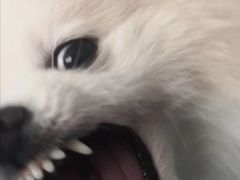 -申普宠物医院·心脏介入·心血管微创(总院)
