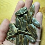 一元一斤瓜子[礼花]