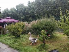 -洛阳市隋唐城遗址植物园