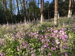 -奥林匹克森林公园南门-停车场