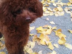 -仁华宠物医院(青羊店)