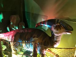 -恐龙探索乐园(磁器口店)