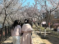 -桃花堤公园