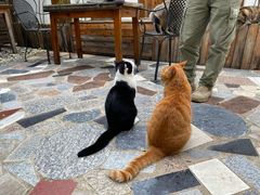 -喵屿·大理花园猫咖