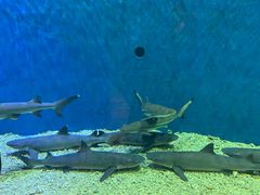 -华夏文旅海洋公园