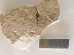 -上海昆虫博物馆