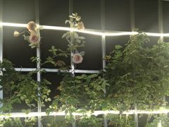 -野菌皇海景野生菌火锅(滨海大道店)