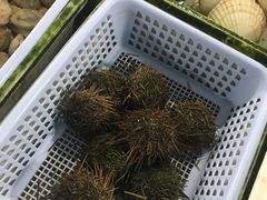 -大湾区中央湿地公园-十九涌