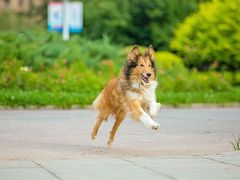 -超宠爱宠物摄影-Super pet