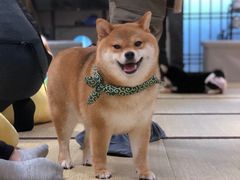 -逗柴咖啡屋·狗咖猫咖宠物桌游