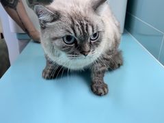 -猫宠乐园·专业洗护